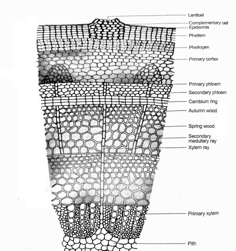 A portion enlarged showing secondary growth in dicot stem