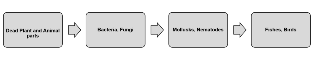 Representation of Detritus Food Chain