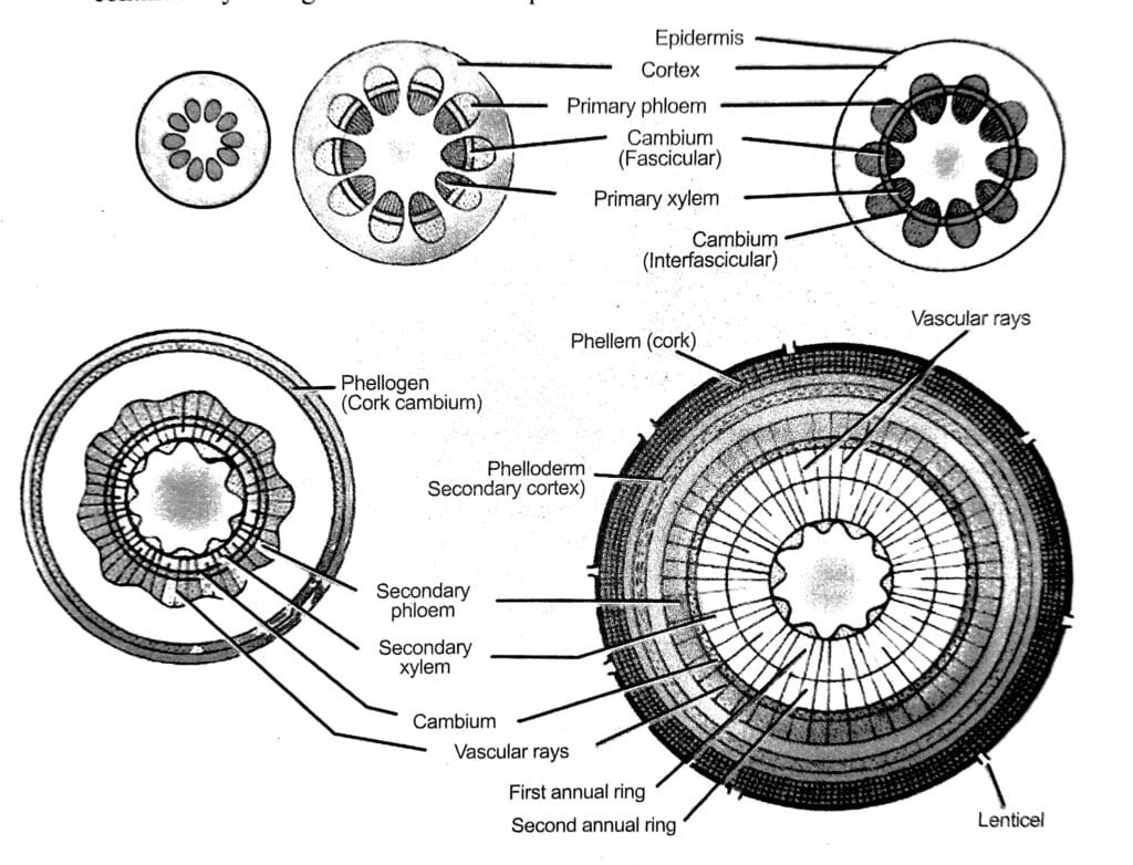 Secondary Growth In Dicot Stem - BioQuestOnline