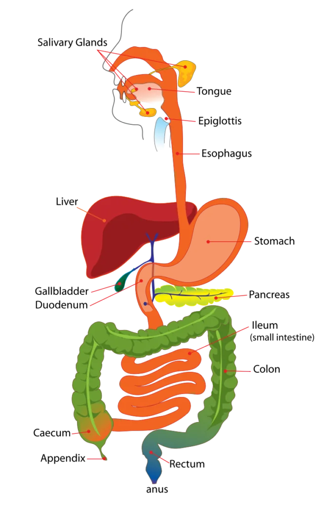 Digestive system simplified.svg