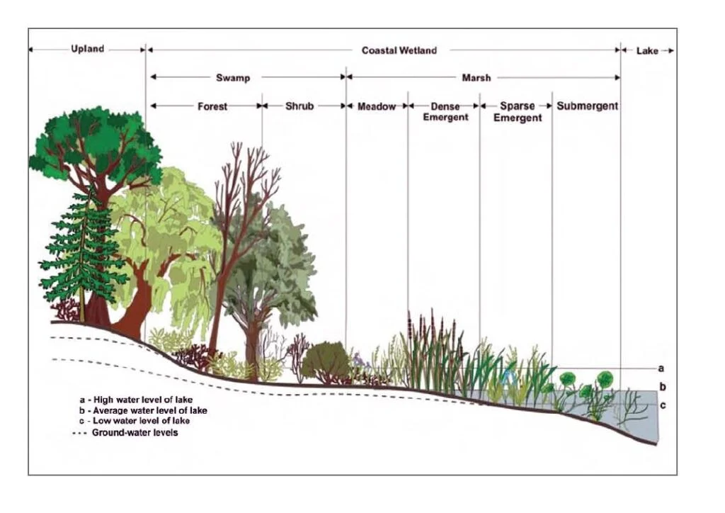 Ecological Succession
