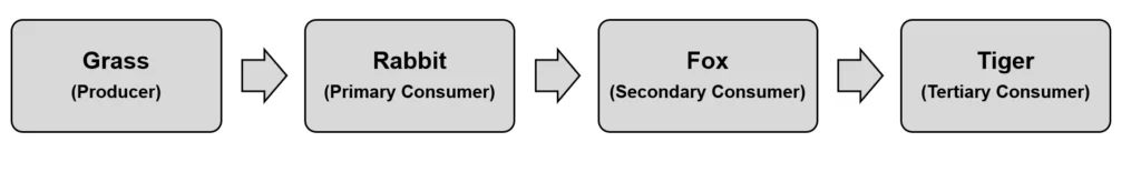 Representation of Grazing food Chain (Forest Ecosystem)