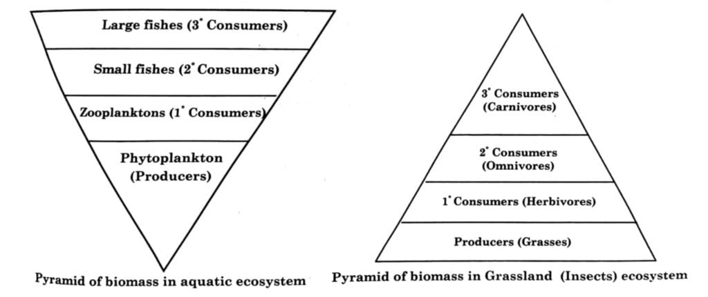 Representation of Pyramid of Biomass in Pond and Grassland Ecosystem