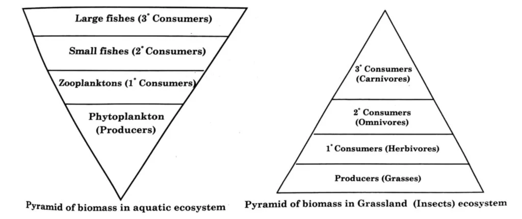 Representation of Pyramid of Biomass in Pond and Grassland Ecosystem