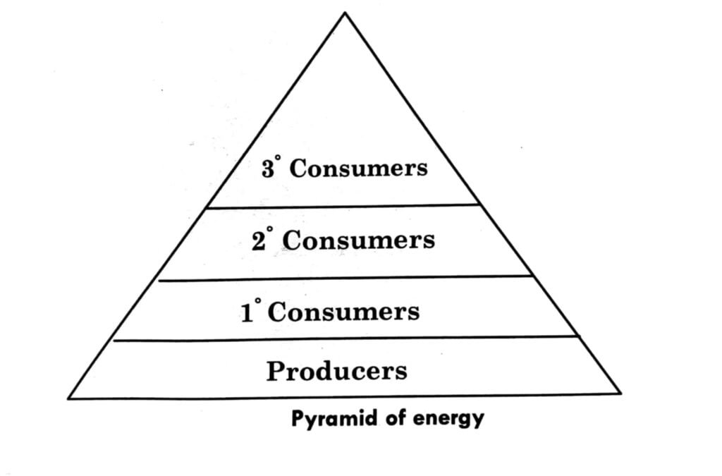 Representation of Pyramid of Energy in Ecosystem