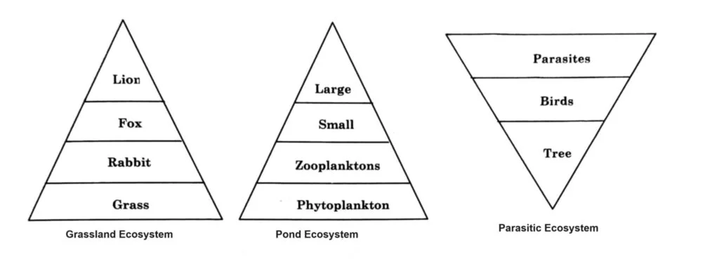 Representation of Pyramid of Number in Grassland, Pond and Parasitic Ecosystem