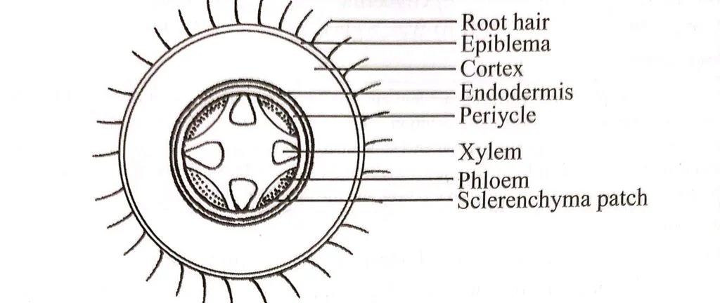 Internal structure (T.S) of dicot root (Diagrammatic sketch)