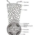 Internal structure of dicot root (Enlarged)