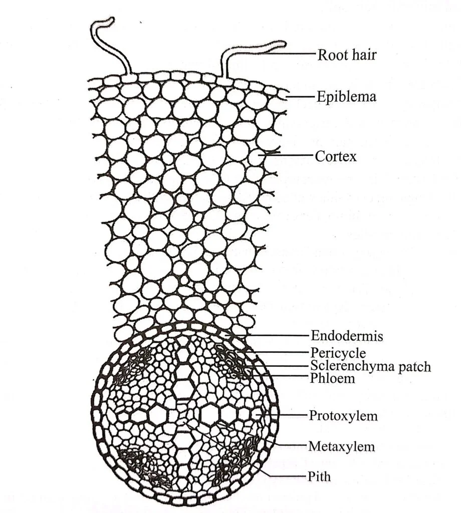 Internal structure (T.S) of dicot root (Enlarged)