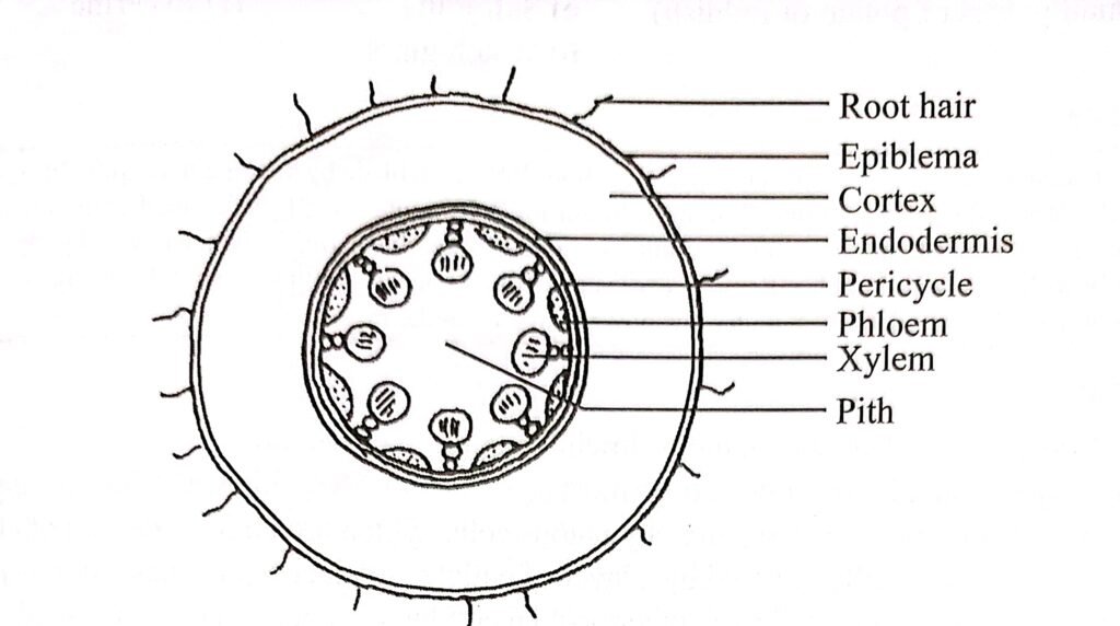 Internal structure (T.S) of monocot root (Diagrammatic sketch)