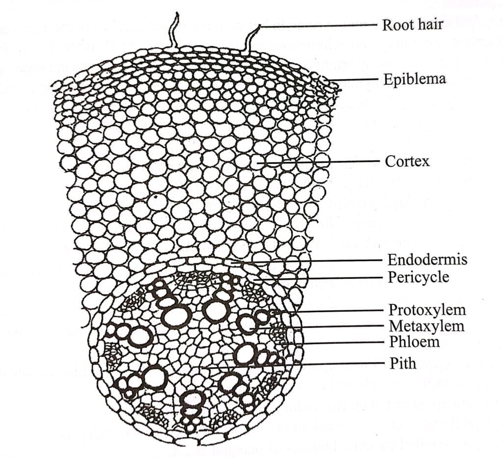 Internal structure (T.S) of monocot root (Enlarged)