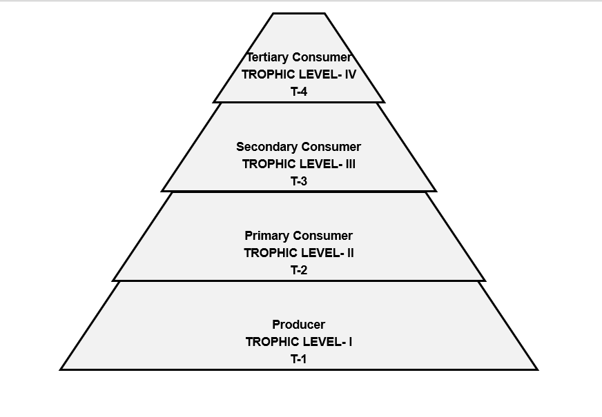 Representation of Different Trophic Levels