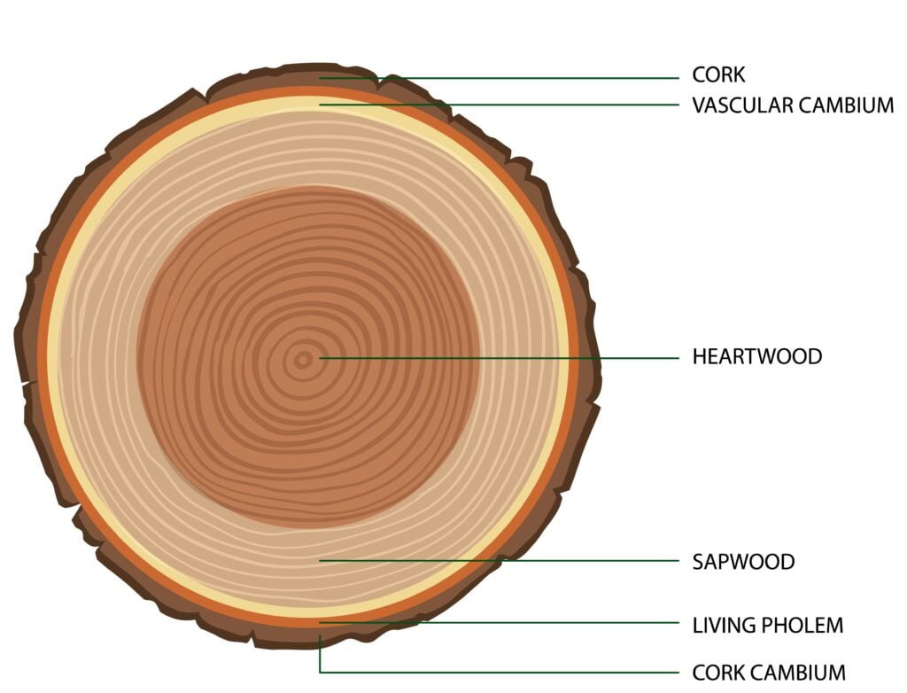 Heart wood and Sap wood