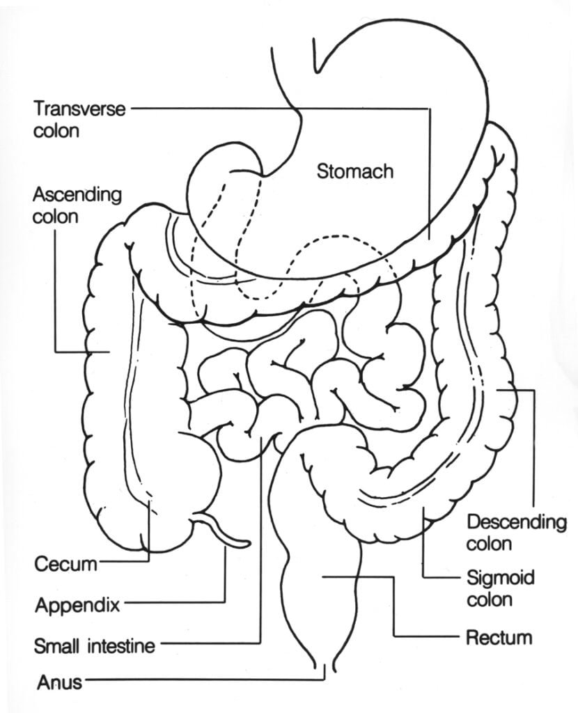 large Intestine of Human