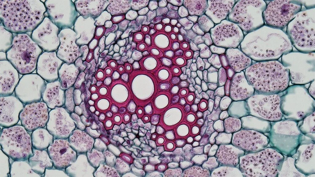 Internal Structure of Dicot Root (Vascular bundle of mature Ranunculus)
