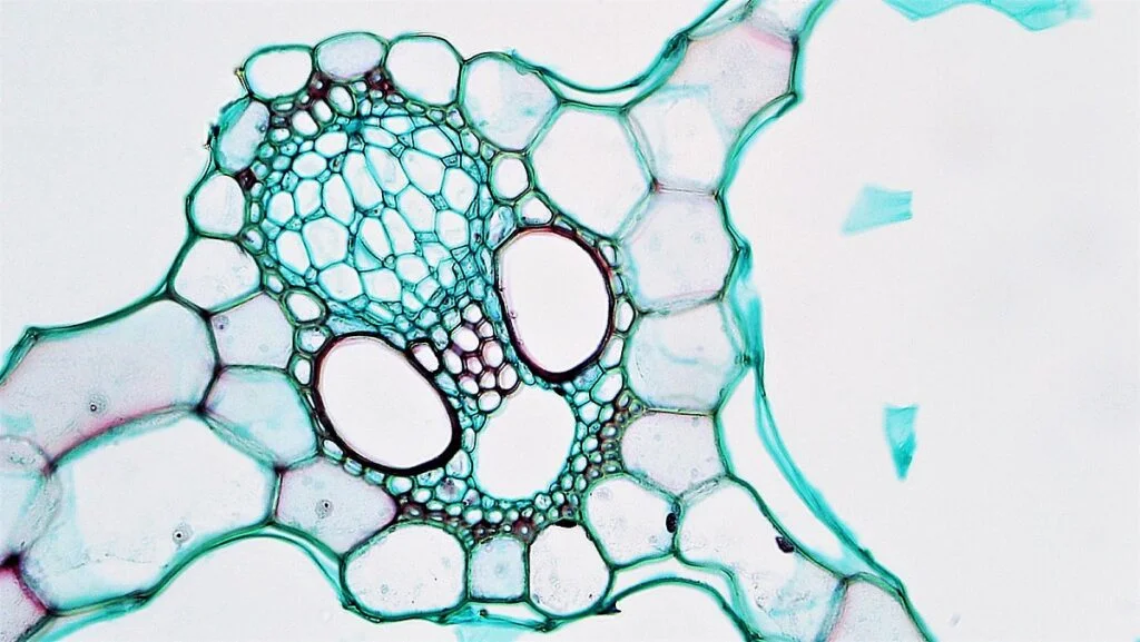 Vascular bundle of monocot Stem (Maize)