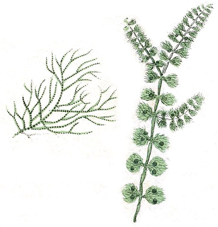 Algae; Occurrence and Thallus Organization (Batrachospermum_gelatinosum)
