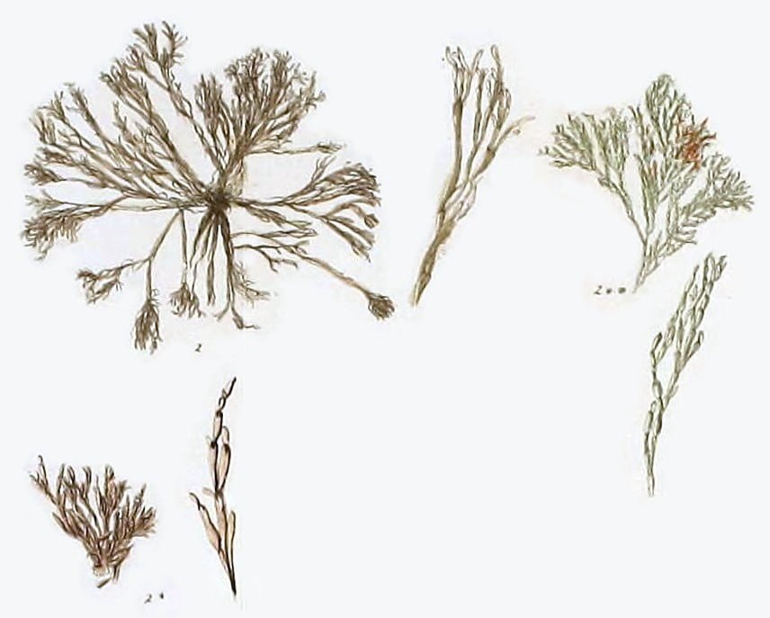 Classification of Algae, Cladophora_prolifera
