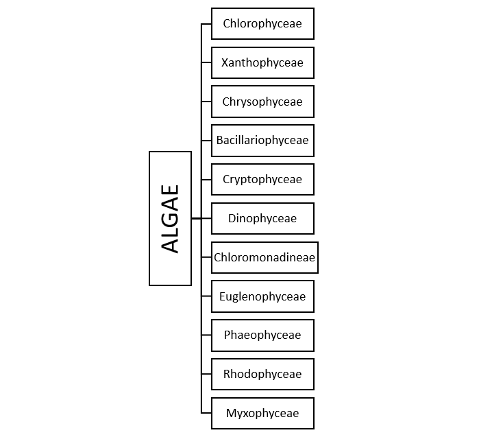 Reproduction in Algae and Their Life Cycle - BioQuestOnline