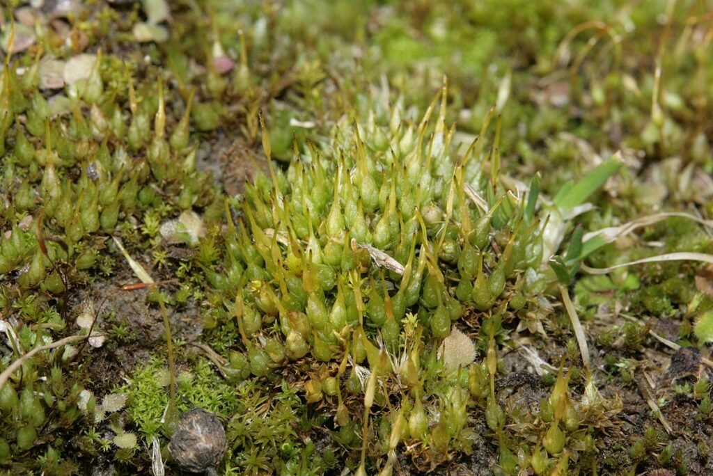 Economic importance of bryophytes (economically important bryophyte, Funaria hygrometrica)
