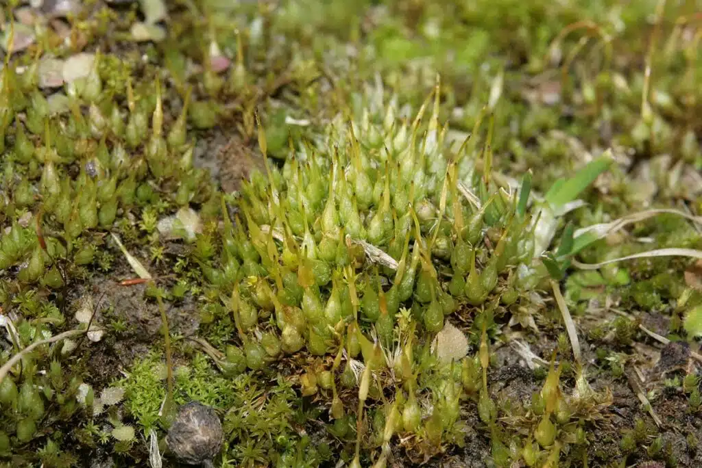 Economic importance of Bryophytes (Economically important bryophyte, Sphagnum riparium)