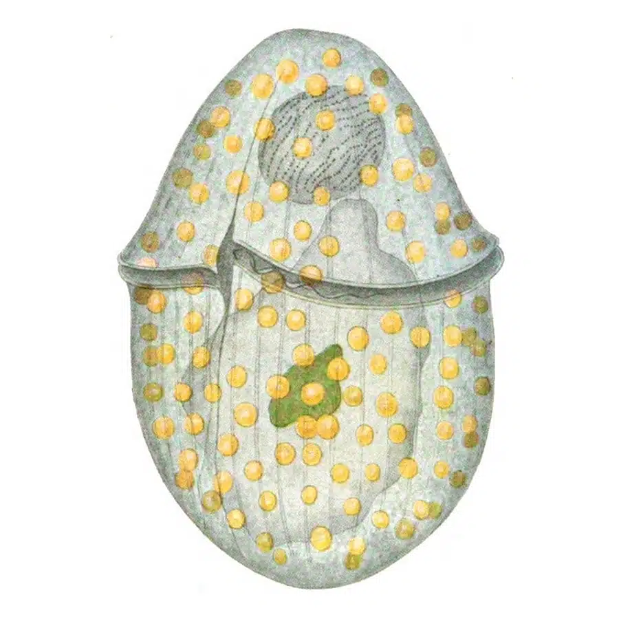 Economic importance algae, Gymnodinium sp., Algae that causes toxicity and water bloom