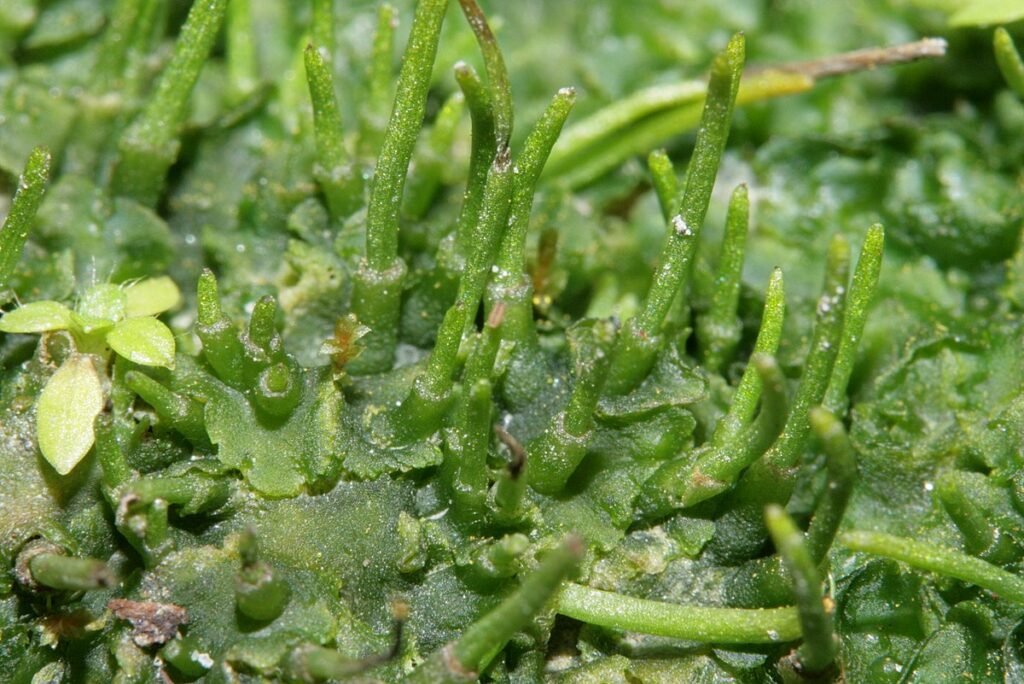Bryophytes; Hornwort (Phaeoceros spp.)