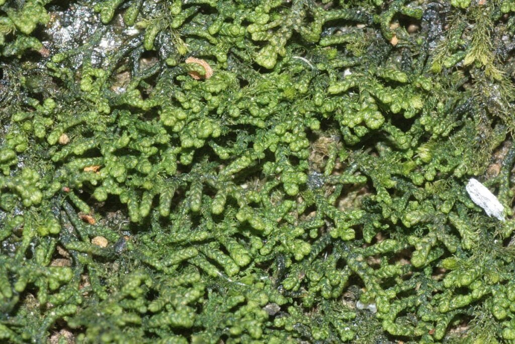 Economic importance of bryophytes (economically important liverwort, Lepidozia reptans)