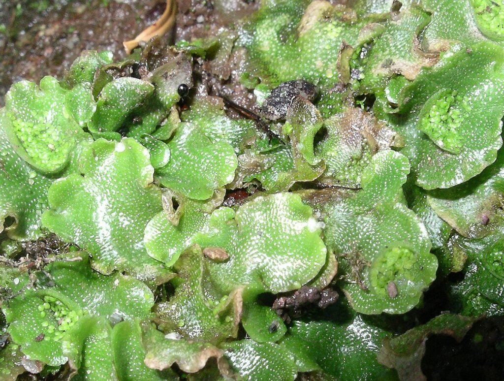 Bryophytes; Liverwort (Lunularia spp.)