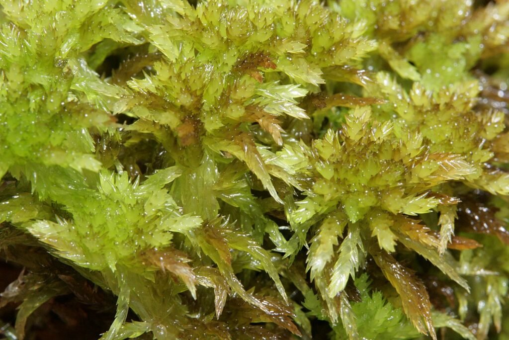 Bryophytes; Moss, (Sphagnum)
