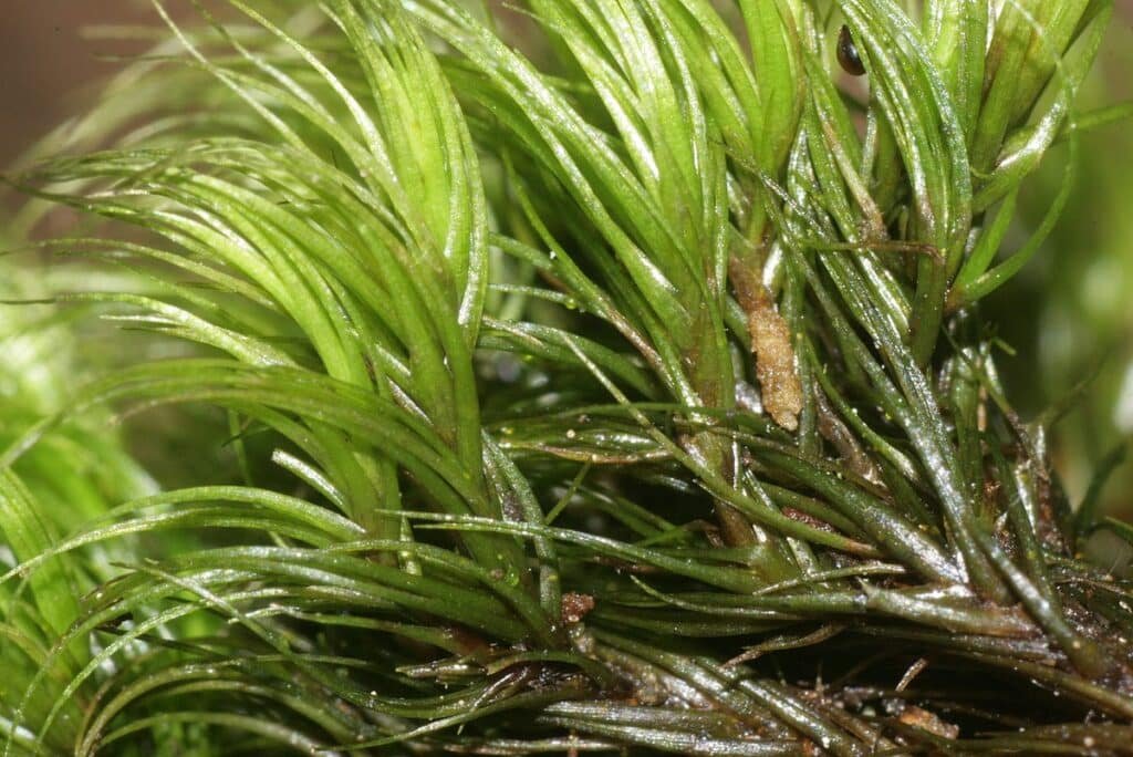 Economic importance of bryophytes (economically important bryophyte, Paraleucobryum_longifolium)
