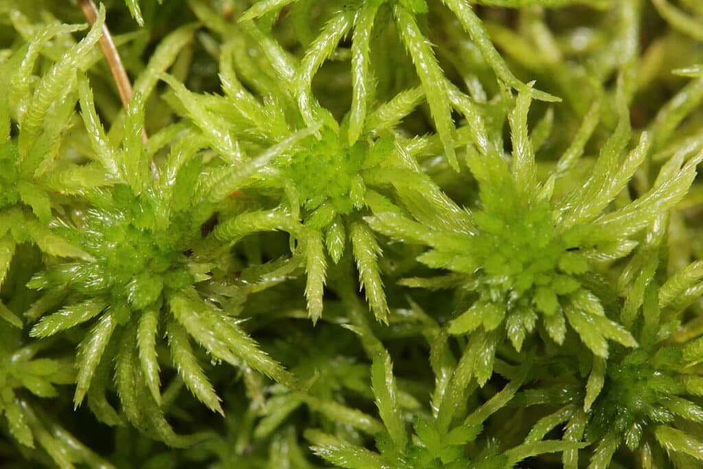 Economic importance of bryophytes (economically important bryophyte, Sphagnum riparium)