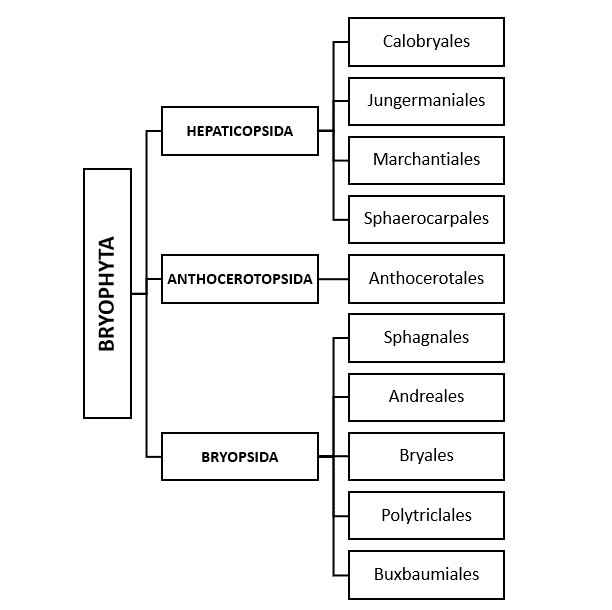 Bryophyta; classification (flowchart)
