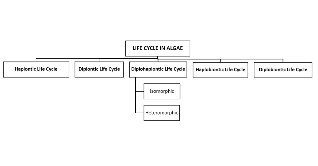 Reproduction in Algae and Their Life Cycle - BioQuestOnline