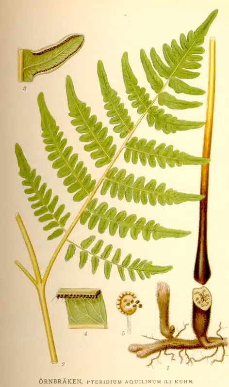 Pteridophytes, Pteridium aquilinum