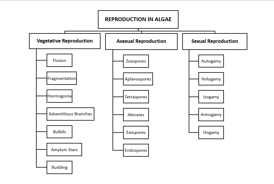 Reproduction in Algae and Their Life Cycle - BioQuestOnline