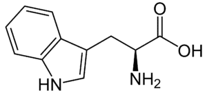 Amino acids Tryptophan