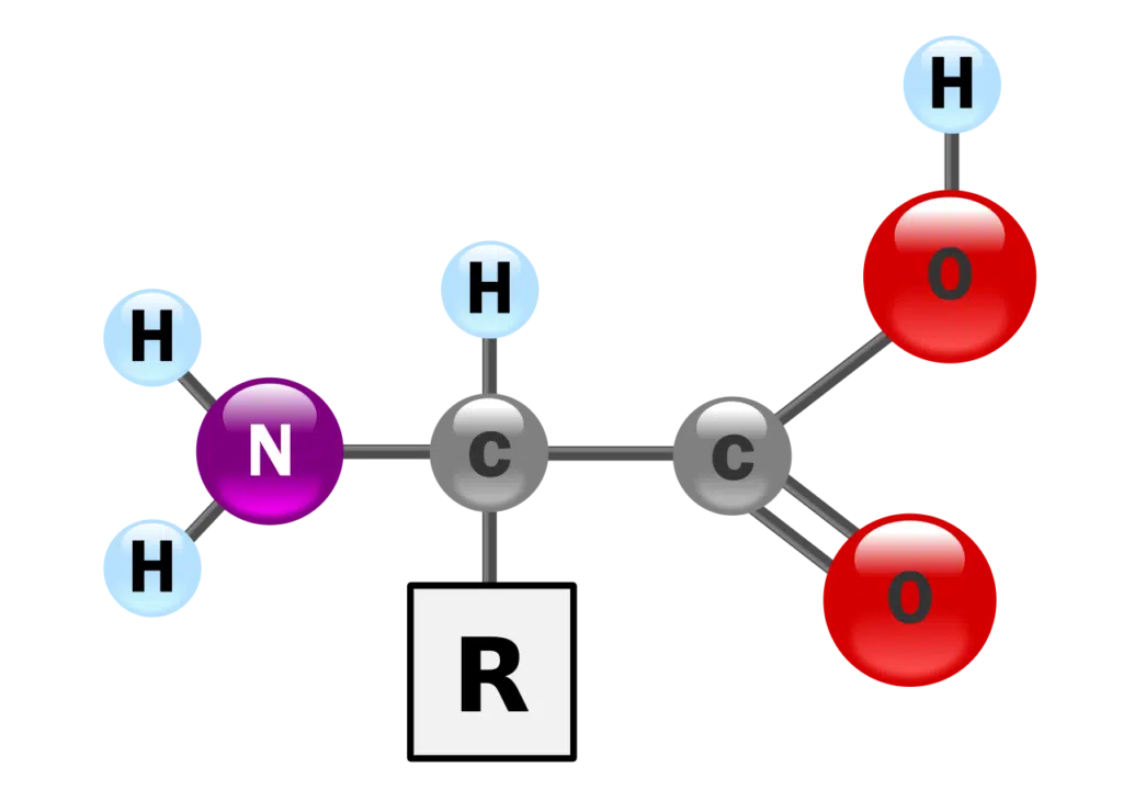 Amino acids General structure