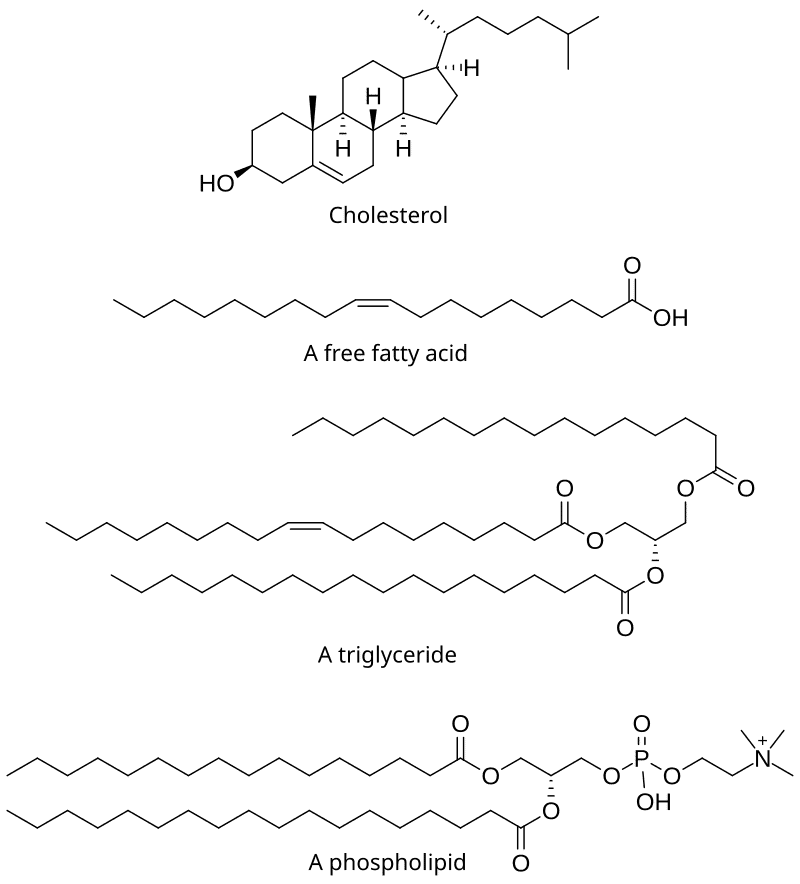 lipids, classification and significance