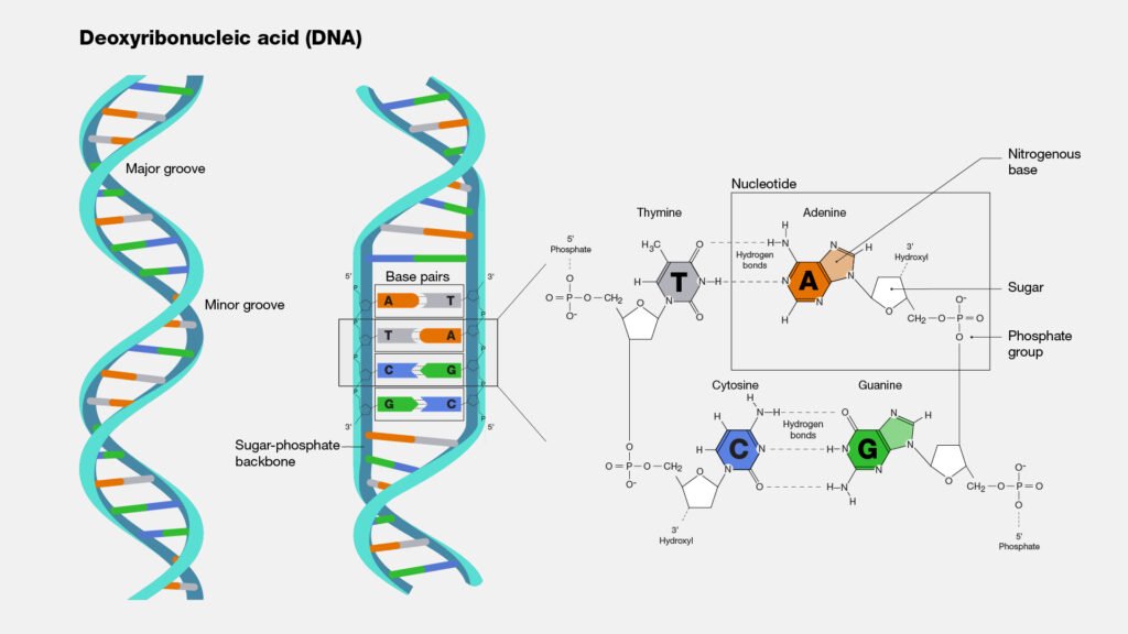 Structure of DNA