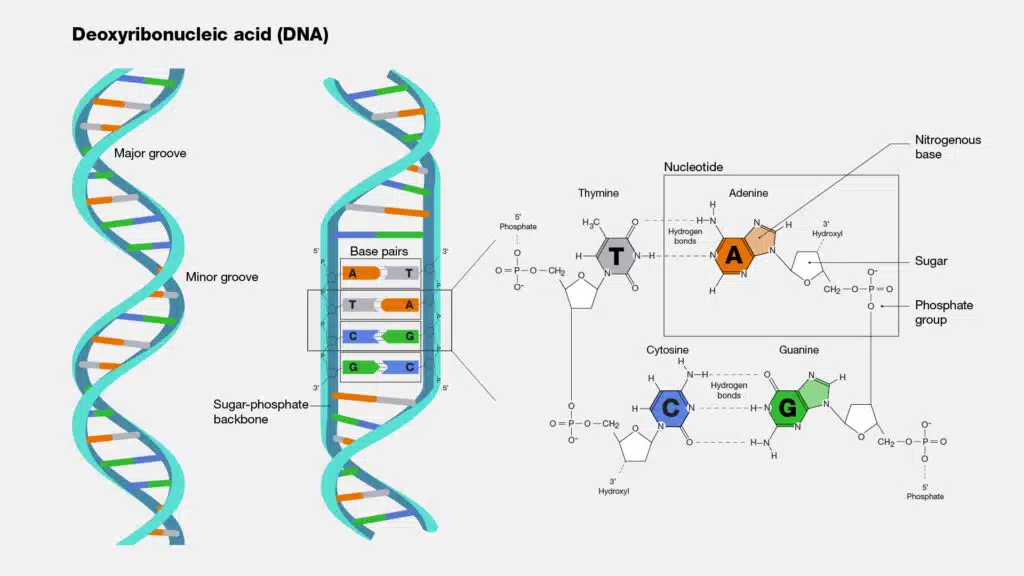 Structure of DNA
