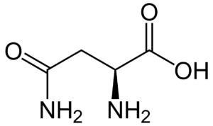 Amino Acids; Properties, Classification And Significance - BioQuestOnline