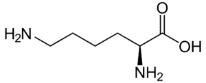 Amino acids Lysine