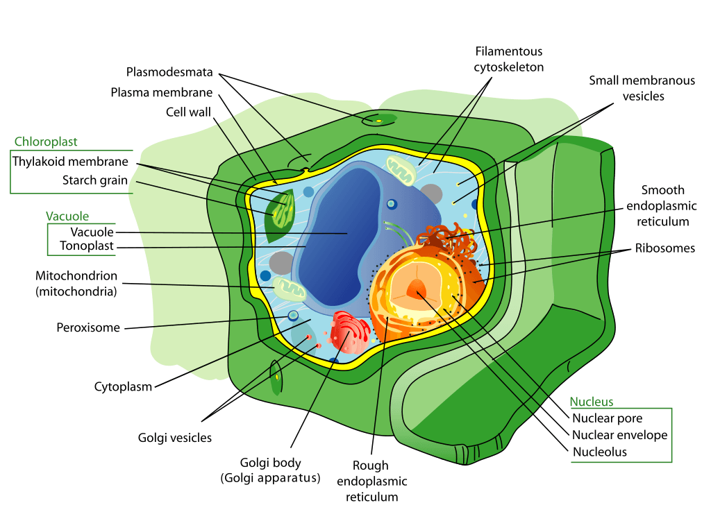 Plant cell - eukaryotic cell structure