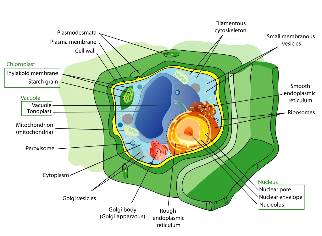 Plant cell- eukaryotic cell structure