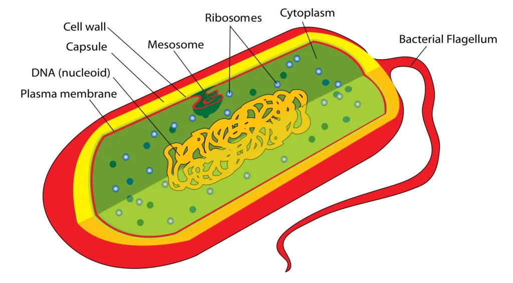 Prokaryotic cell - prokaryotic cell structure