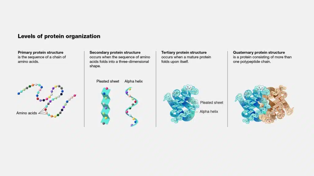 Protein; Properties, Structure, Classification and Functions