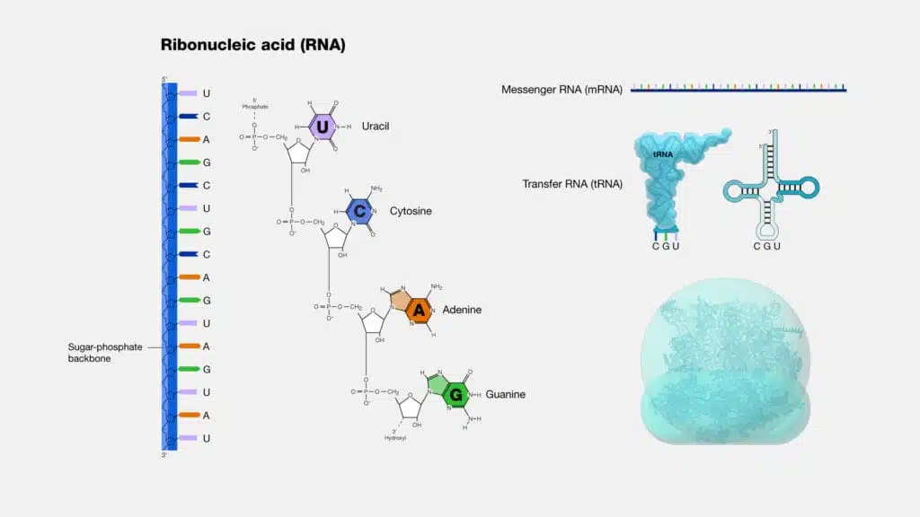 Structure of RNA
