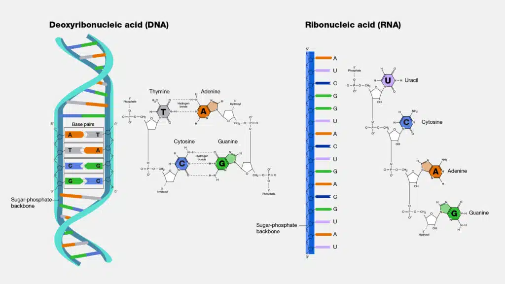 Major Differences between DNA and RNA