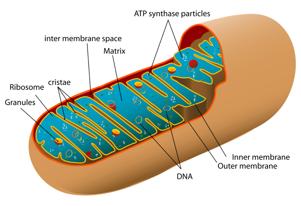 Mitochondria; Mitochondria structure / diagram